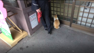 【近鉄】吉野神宮の駅猫と駅員さんに会ってきた　大和上市～吉野神宮の鉄橋のある撮影地も紹介