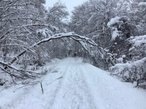 【線路はどこ？】山田線は降雪により50本超えの倒木 終日運転見合わせ